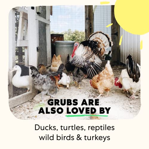 Grubblies Healthier Than Mealworms For Chickens Chicken Treats