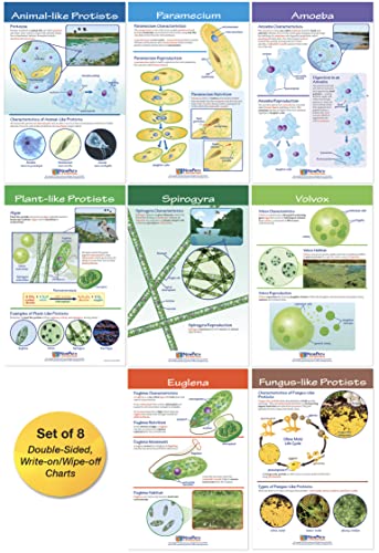 NewPath Learning Protists Bulletin Board Charts, Set/8 - Laminated, Double-Side…