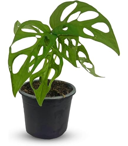 monstera erde ph wert Green Home Monstera Erde