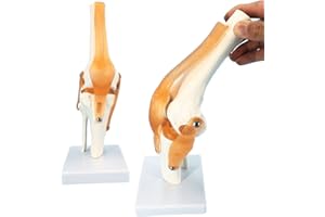 Veipho Knee Model, Flexible Knee Joint Model with Ligament and Stand, Life Size Human Knee Joint Model, Knee Anatomy Model, Human Knee Joint Model for Learning, Demonstrating
