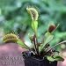 CARNIVOROUS Dionea muscipula Venus Fly Trap Red Dragon 'Akai Ryu' - Live Plant
