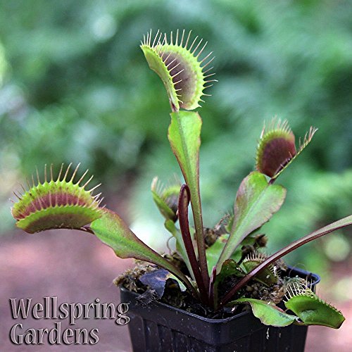 CARNIVOROUS Dionea muscipula Venus Fly Trap Red Dragon 'Akai Ryu' - Live Plant CARNIVOROUS Dionea muscipula Venus Fly Trap Red Dragon 'Akai Ryu' - Live Plant