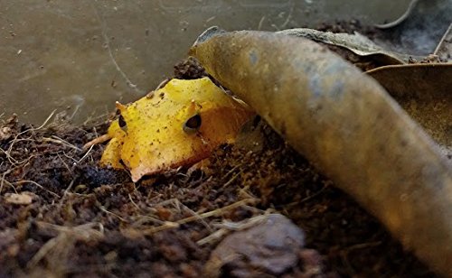 Josh's Frogs Coco Cradle (10 quarts) - Thumbnail 3