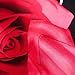 Lovelyou Red Rose Black Skin Cotton Queen Size 3d Print Bedding Set (1 Duvet Cover + 1 Bed Sheet + 2 Pillow Case)