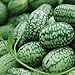 Mexican Miniature Watermelon Seeds ► Organic 'Cucamelon' Mini Sour Gherkin Seeds (15+ Seeds) ◄ by PowerGrow Systems