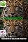 Livro Leopardo