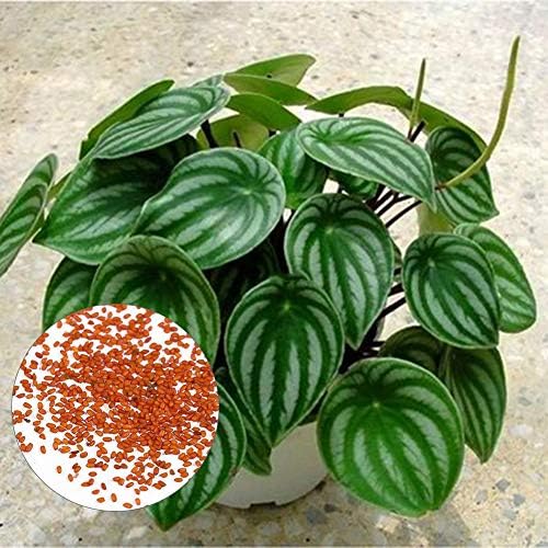 Rose Iris Tectorum Sunflower Cobaea Scandens Seed, 50Pcs Rare Watermelon Peperomia Ornamental Plant Seeds Home Garden Yard Decor - Watermelon Peperomia Seeds