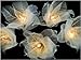 Natural Cream Flower Leaf String Lights 9-foot Long UL listed
