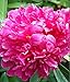 Peony Victoire de la Marne - 1 Healthy 3/5 Eye Peony Root Plant - FRAGRANT!