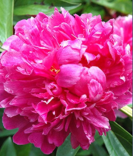 Peony Victoire de la Marne - 1 Healthy 3/5 Eye Peony Root Plant - FRAGRANT! Peony Victoire de la Marne - 1 Healthy 3/5 Eye Peony Root Plant - FRAGRANT!