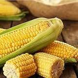 30pcs Golden Bantam Corn Heirloom Seeds