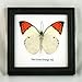 Thai Productz 9 x Framed Wall Decor Real Beautiful Butterfly Display Insect Taxidermy 5
