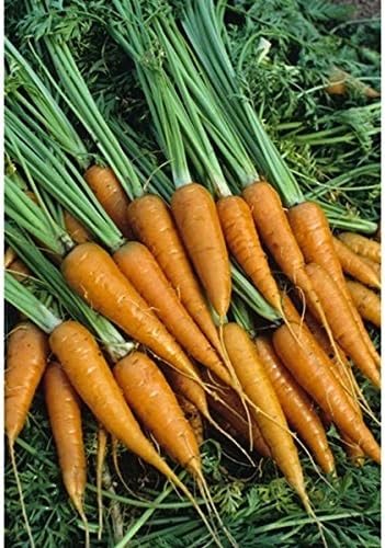 PREMIER SEEDS DIRECT - Little Finger Carrot Seeds, Approx 3000 Seeds
