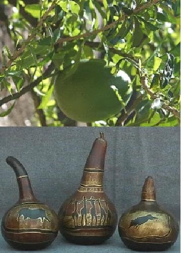 TROPICA - Bottle Gourd (Calabash) (Lagenaria siceraria) - 15 Seeds - Climbing Plants