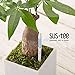Sustee Aquameter (Medium White Refillable - Bundle of 2 with MB HANA Instructions) – House Plant Soil Moisture Meter, Humidity Sensor Probe, Water Level Indicator - Best for Indoor Potted Plants