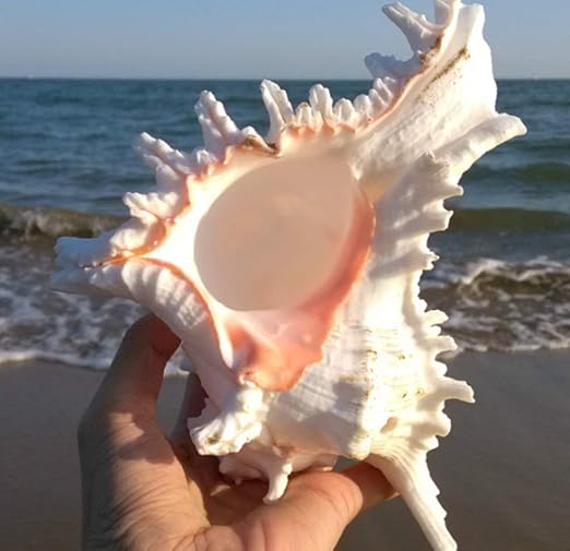 Amazon Co Jp Mengc 超大 大きい サザエ 貝殻 インテリア 雑貨 サザエ 特大 写真 小道具 撮影 小道具 鑑賞用 水槽 装飾 店 飾り 22cm Hobby