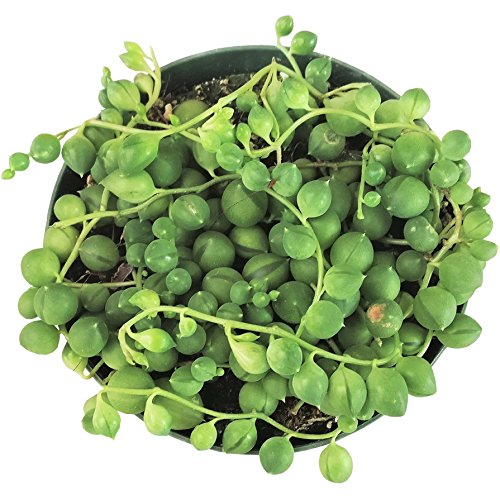 String of Pearls Plants Senecio RowleyanuSucculents (6 inch) - Thumbnail 3