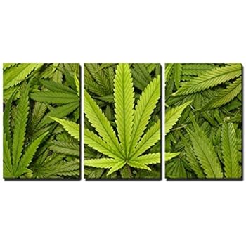 wall26 3 Piece Canvas Wall Art - Big Marijuana Leaf Close Up with Texture Background of Cannabis Leaves - Modern Home Decor Stretched and Framed Ready to Hang - 24