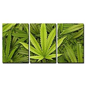 Marijuana Leaf Close Up - 3 Panel Canvas Art