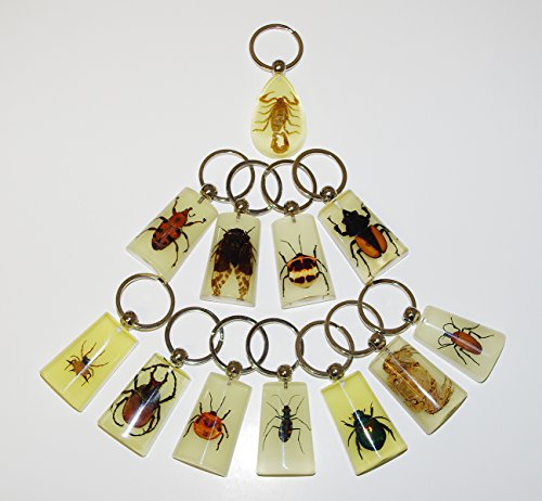 12 pieces Real Insect Keychain,assorted bugs in glowing acrylic