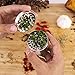 NEW STYLE Grinders | Best Herb & Spice Grinder With Pollen Catcher | Spice Mill With Mini Spatula | Shredder & Crusher | 4-Piece | 2.2