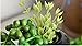 Ahvoler Artificial Succulent Plants, String of Pearls, 28