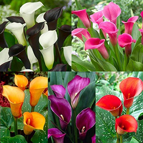 Audbhidhi Zantedeschia Calla Lily Flower Bulbs 100% Imported Rare Variety For All Season Home Gardening Planting (Pack Of 5 ) Mixed Colour 1
