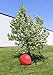 Rural365 | Large Horse Ball Toy in Red, 40” Inch Ball Anti-Burst Giant Horse Ball – Horse Soccer Ball, Pump Included