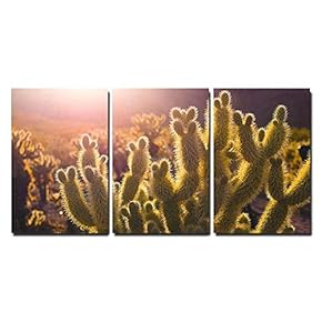 Closeup of Cactus at Sunlight x3 Panels