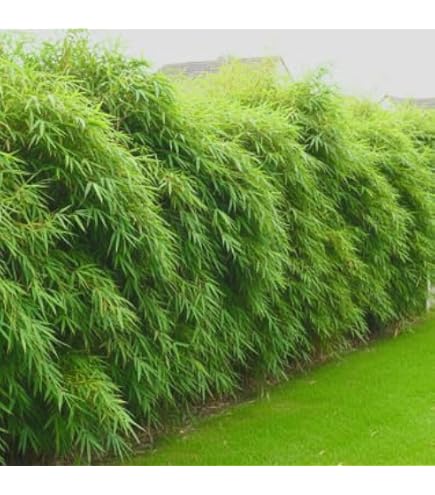 Amazon.com : Dragons Head Bamboo - Fargesia dracocephala 'Rufa' - 1 Gallon  Pot : Patio, Lawn & Garden