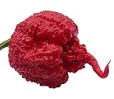 Carolina Reaper Pepper - 2 Live Plants - Hottest Pepper in The Universe