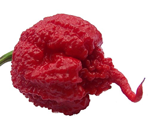 Carolina Reaper Pepper - 2 Live Plants - Hottest Pepper in The Universe Carolina Reaper Pepper - 2 Live Plants - Hottest Pepper in The Universe