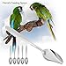 5Pcs Parrot’s Milk Powder Stainless Steel Spoon for Pet Birds Feeding Spoonsthumb 4