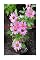Livro Flores e plantas familiares