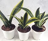 Superba Robusta Snake Plant - Sanseveria - 3 pack - Impossible to kill! - 4