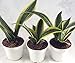 Superba Robusta Snake Plant - Sanseveria - 3 pack - Impossible to kill! - 4" Pot Gift primary