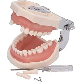 ANNWAH Dental Typodont Teeth Model,Completely Detachable Teeth Model Suitable for Teaching,Practice and Study,Come with a Small Screwdriver