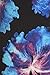 Leggings Depot High Waisted Floral & Space Print Leggings for Women-Full Length-R604, Blue Hibiscus, Plus Size