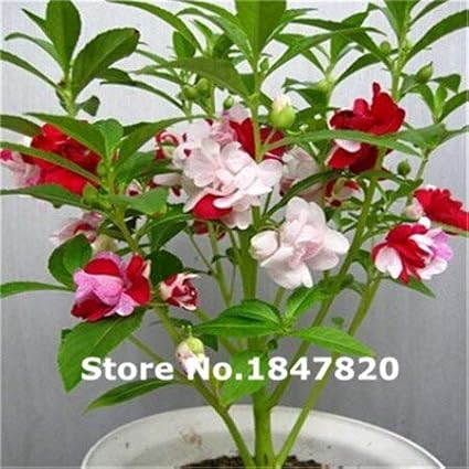 黒 レアインパチェンスの種 10種類100種類の色の花の種 家および庭のための高い生存率 花 Amazon