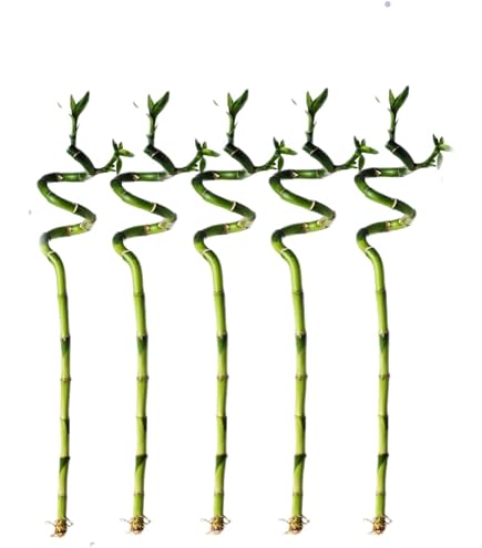 Amazon.com: Live Lucky Bamboo 18 Spiral & Straight Combination 1 x 2 Stalk  Combo (2 Stalks Total) : Grocery & Gourmet Food