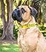 Nervous Yellow Color Coded L-XXL Semi-Choke Dog Collar (Give Me Space) Prevents Accidents by Warning Others of Your Dog in Advance