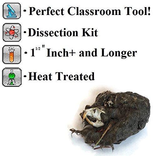 Large Barn Owl Pellets (Pack of 15) Teaching Kit - Thumbnail 2