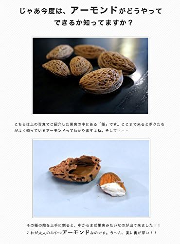 Amazon Co Jp アーモンド 1年生 接ぎ木 苗 ホーム キッチン Amazon Co Jp アーモンド 1年生 接ぎ木 苗 ホーム キッチン