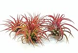 Small Tillandsia Air Plants, Ionantha Fuego Plants (Set of 5)