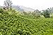 Broad Street Roasters Gourmet Coffee, Brazil, Compatible with 2.0 K-Cup Brewers, 40 Count