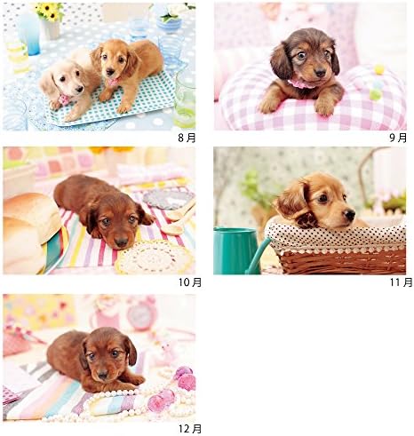 Amazon A P J 15年度カレンダー 仔犬 ミニチュア ダックスフンドカレンダー No 016 カレンダー 文房具 オフィス用品