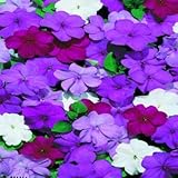 Outsidepride Impatiens Blues Mix - 100 Seeds