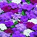 Outsidepride Impatiens Blues Mix - 100 Seeds