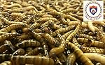 1000 Medium Superworms ORGANICALLY RAISED