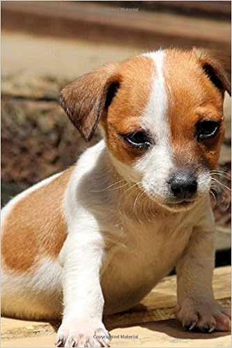Buy Such A Sweet Little Jack Russell Terrier Puppy Dog Pet Journal